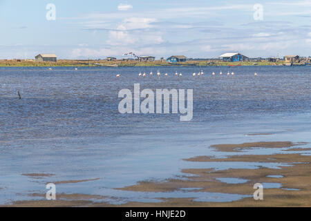 Chilenische Flamingo in Lagoa Peixe See Stockfoto