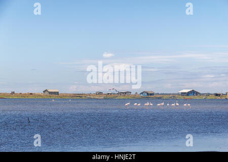 Chilenische Flamingo in Lagoa Peixe See Stockfoto