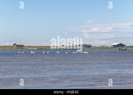 Chilenische Flamingo in Lagoa Peixe See Stockfoto