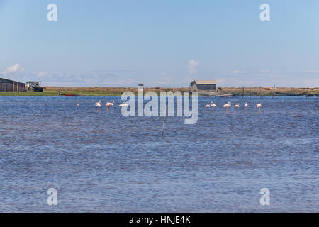 Chilenische Flamingo in Lagoa Peixe See Stockfoto