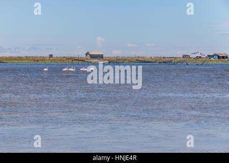 Chilenische Flamingo in Lagoa Peixe See Stockfoto