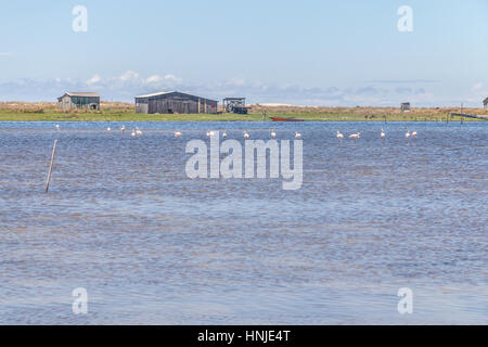 Chilenische Flamingo in Lagoa Peixe See Stockfoto