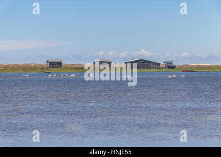 Chilenische Flamingo in Lagoa Peixe See Stockfoto