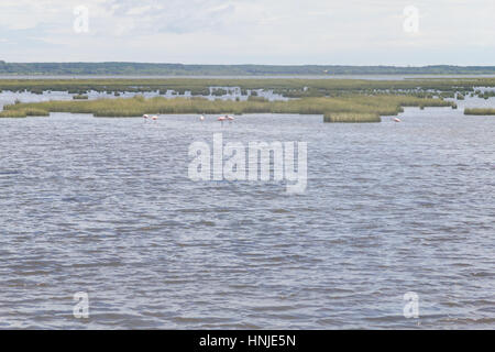 Chilenische Flamingo in Lagoa Peixe See Stockfoto