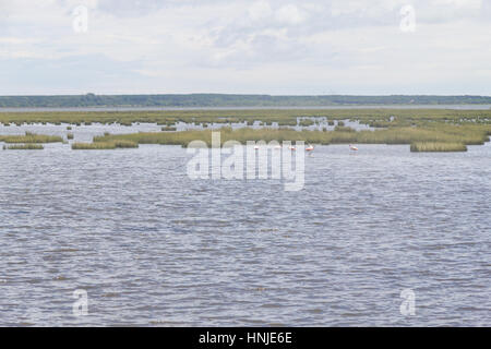 Chilenische Flamingo in Lagoa Peixe See Stockfoto