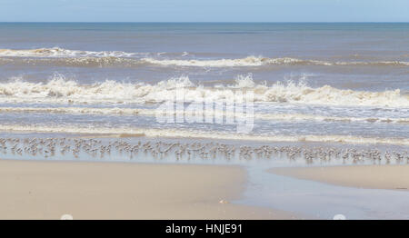 Sanderlinge ruhen in Tavares Strand mit Wellen im Hintergrund Stockfoto