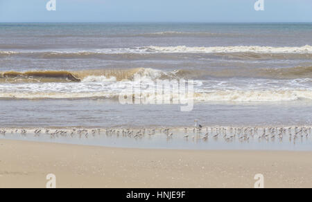 Eine Möwe und Sanderlinge ruhen in Tavares Strand mit Wellen im Hintergrund Stockfoto