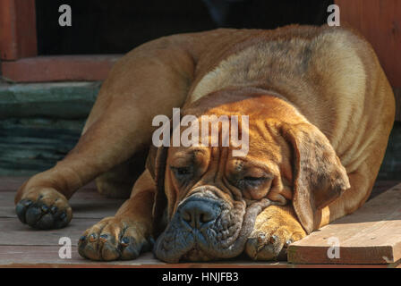 Hund Boerboel / Boerbull / südafrikanische Mastiff. Stockfoto