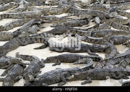 Viele junge Krokodile liegt auf einer Farm in Thailand Stockfoto