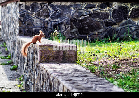 Eichhörnchen sitzend auf einem Felsen im park Stockfoto
