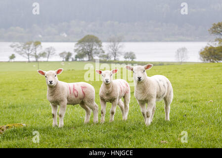 Drei süße kleine Lämmer stehen in einem Feld nahe Bassenthwaite Lake im englischen Lake District. Stockfoto