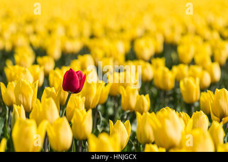 Eine rote Tulpe steht in einem Feld voller gelben Tulpen in voller Blüte. Die rote Tulpe zeichnet sich durch seine Farbe und verschiedenen Höhen. Stockfoto