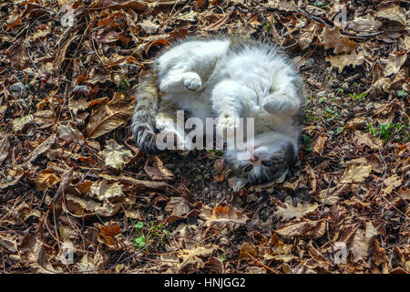 Kleine weiße und braune Katze Kätzchen mit Rollen in tot Herbstlaub Stockfoto