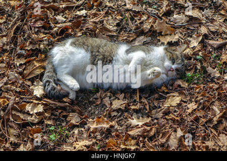 Kleine weiße und braune Katze Kätzchen mit Rollen in tot Herbstlaub Stockfoto