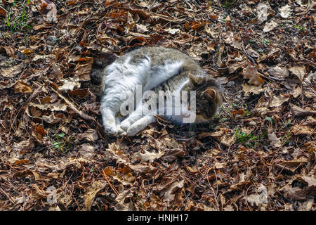 Kleine weiße und braune Katze Kätzchen mit Rollen in tot Herbstlaub Stockfoto