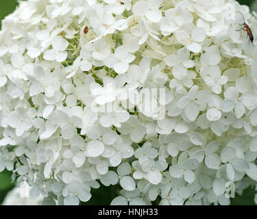 Weiße Hydrangea ARBORESCENS 'Annabelle' Blume - Nahaufnahme Stockfoto