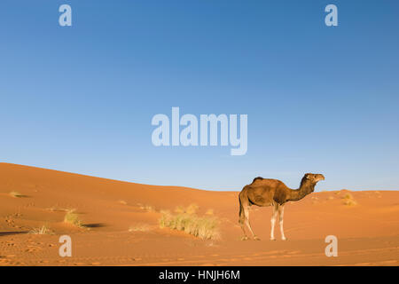 Dromedar in der Wüste Erg Chebbi, Marokko Stockfoto