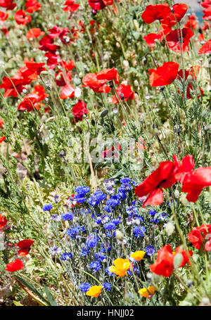 Poppies and other bright color flowers in Vancouver city garden (British Columbia). Stockfoto