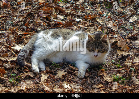 Kleine weiße und braune Katze Kätzchen mit Rollen in tot Herbstlaub Stockfoto