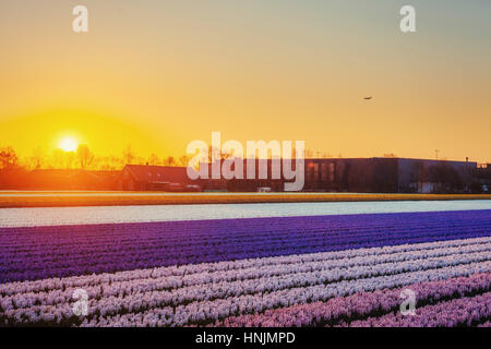 Felder-Hyazinthen blühen Blumen auf den fantastischen Sonnenuntergang. Beaut Stockfoto