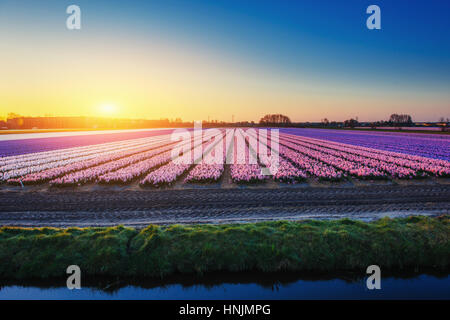 Felder-Hyazinthen blühen Blumen auf den fantastischen Sonnenuntergang. Beaut Stockfoto