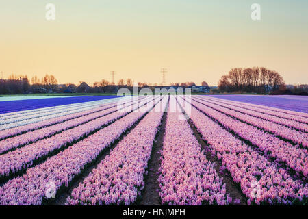Felder-Hyazinthen blühen Blumen auf den fantastischen Sonnenuntergang. Beaut Stockfoto