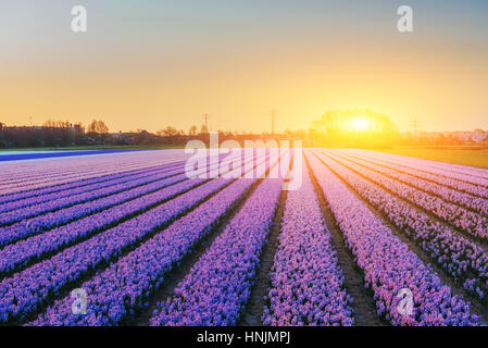 Felder-Hyazinthen blühen Blumen auf den fantastischen Sonnenuntergang. Beaut Stockfoto