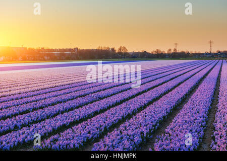Felder-Hyazinthen blühen Blumen auf den fantastischen Sonnenuntergang. Beaut Stockfoto