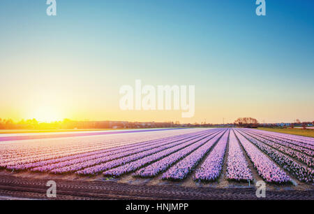 Felder-Hyazinthen blühen Blumen auf den fantastischen Sonnenuntergang. Beaut Stockfoto