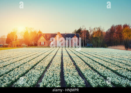 Felder-Hyazinthen blühen Blumen auf den fantastischen Sonnenuntergang. Beaut Stockfoto