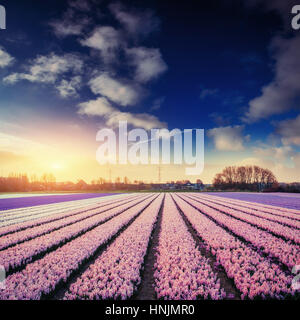 Felder-Hyazinthen blühen Blumen auf den fantastischen Sonnenuntergang. Beaut Stockfoto