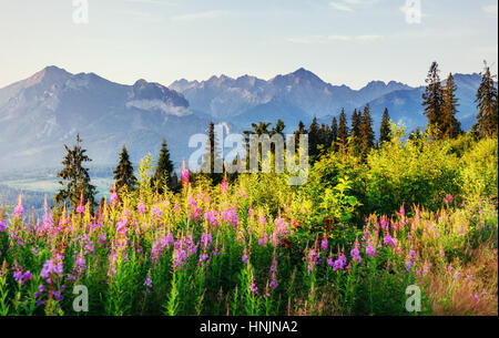 Wilde Blumen bei Sonnenuntergang in den Bergen. Polen. Zakopane Stockfoto