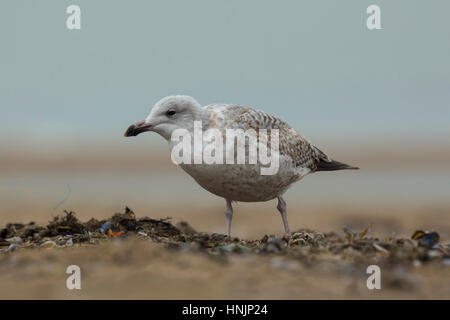 Nahaufnahme einer Island-Möwe (Larus Glaucoides), eine seltene Besucher wie hier in Scheveningen, Niederlande. Stockfoto