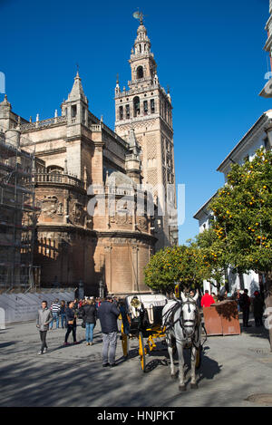 Pferd mit Wagen für Touristen gefundenes Fressen vor Giralda Kathedrale in Sevilla Spanien Stockfoto