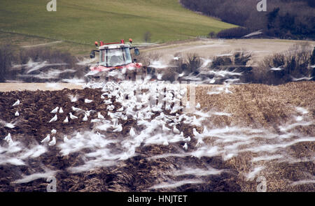 Ein Bauernhof-Traktor pflügen ein Feld im Herbst umgeben von Möwen füttern Stockfoto