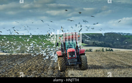 Ein Bauernhof-Traktor pflügen ein Feld im Herbst Surrouned durch die Fütterung von Möwen Stockfoto