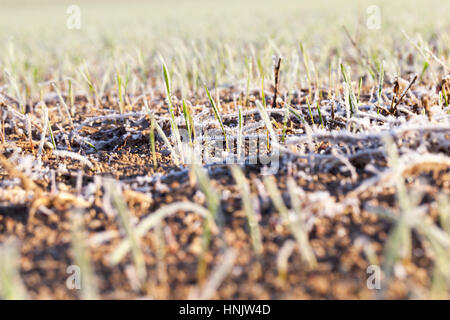 Landwirtschaftlichen Bereich auf dem grünen Triebe von Roggen mit Morgen Frost bedeckt wachsen weiße. Herbstsaison, Wintergetreide bei sonnigem Wetter. Geringe Bautiefe Stockfoto