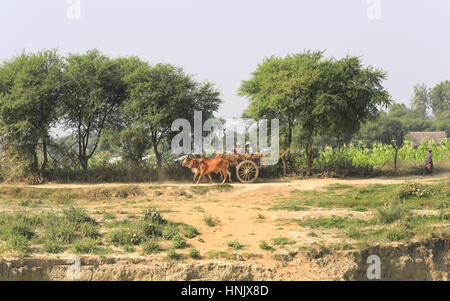 Ein Mann und eine Frau fahren Ihre geladen Ochsenkarren entlang einer Farm Road an den Ufern des Irrawaddy Flusses in Myanmar (Burma). Stockfoto