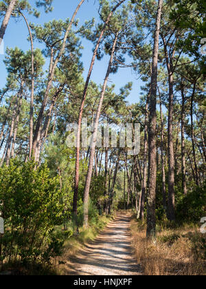 São Jacinto Dünen Naturpark Stockfoto