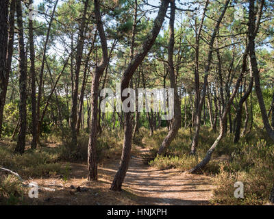 São Jacinto Dünen Naturpark Stockfoto