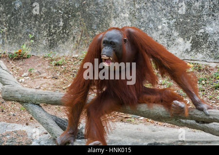 Orang-Utan mit offen Mund zeigen Eckzähne. Stockfoto