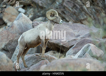 Vom Aussterben bedrohte Halbinsel Dickhornschaf (Ovis Canadensis Cremnobates) in Borrego Palm Canyon, Anza Borrego Desert State Park, Kalifornien Stockfoto