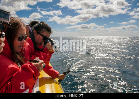 Asiatische Touristen fotografieren Delfine vor der Küste der Tasman Halbinsel. Die Touristen auf einer Kreuzfahrt mit pennicott Wildnis reisen sind. Stockfoto