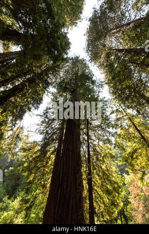 Muir Woods National Monument. August 2016. San Francisco, Kalifornien, Vereinigte Staaten von Amerika Stockfoto