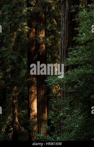 Muir Woods National Monument. August 2016. San Francisco, Kalifornien, Vereinigte Staaten von Amerika Stockfoto