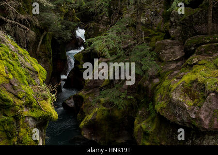 Lawine-Schlucht. Spuren der Zedern. September 2016. Glacier National Park, Montana, USA Stockfoto