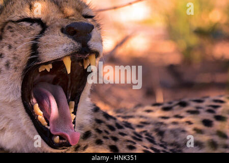 Gepard Stockfoto