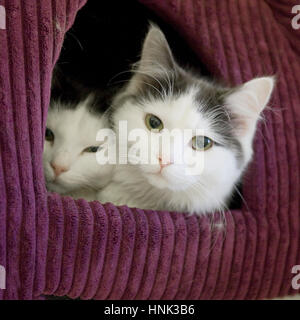 Kätzchen, Katzen Stockfoto
