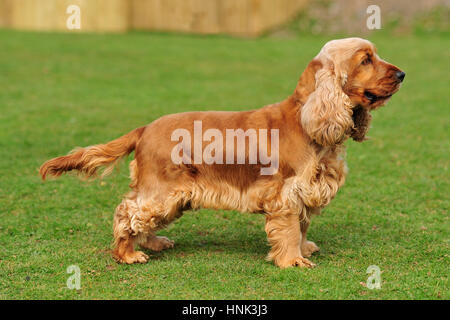 Goldene englischer Cocker spaniel Stockfoto, Bild: 133800210 - Alamy