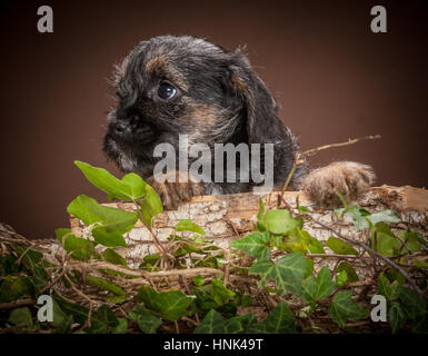 Studioportrait von Border Terrier Welpen Stockfoto